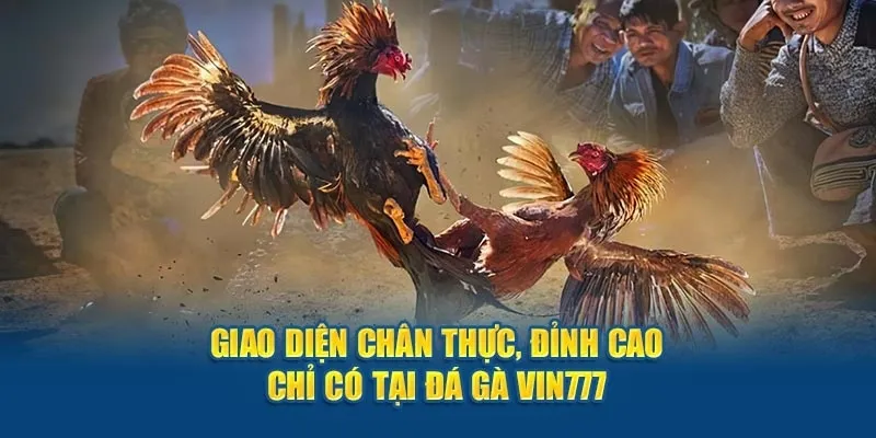 Giao điện chân thực của sảnh game đá gà tại Vin777