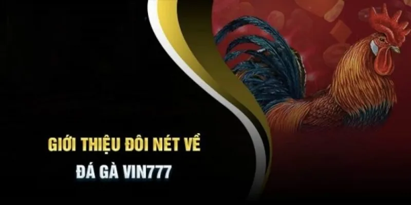 Giới thiệu đôi nét về sảnh game đá gà Vin777